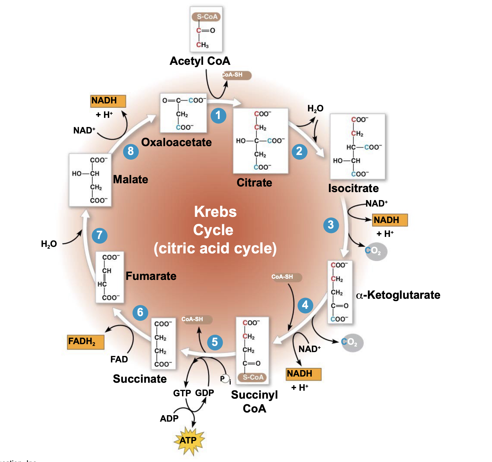 .The Krebs cycle (citric acid cycle) then carries out further redox reactions that break down the acetyl coA into CO2. \n • The Krebs cycle occurs in the matrix (innermost compartment) of the mitochondrion. \n • The redox reactions of the Krebs cycle produce more ATP, NADH, and FADH2. \n • The Krebs cycle transfers most of the energy that was in the glucose into NADH and FADH2.