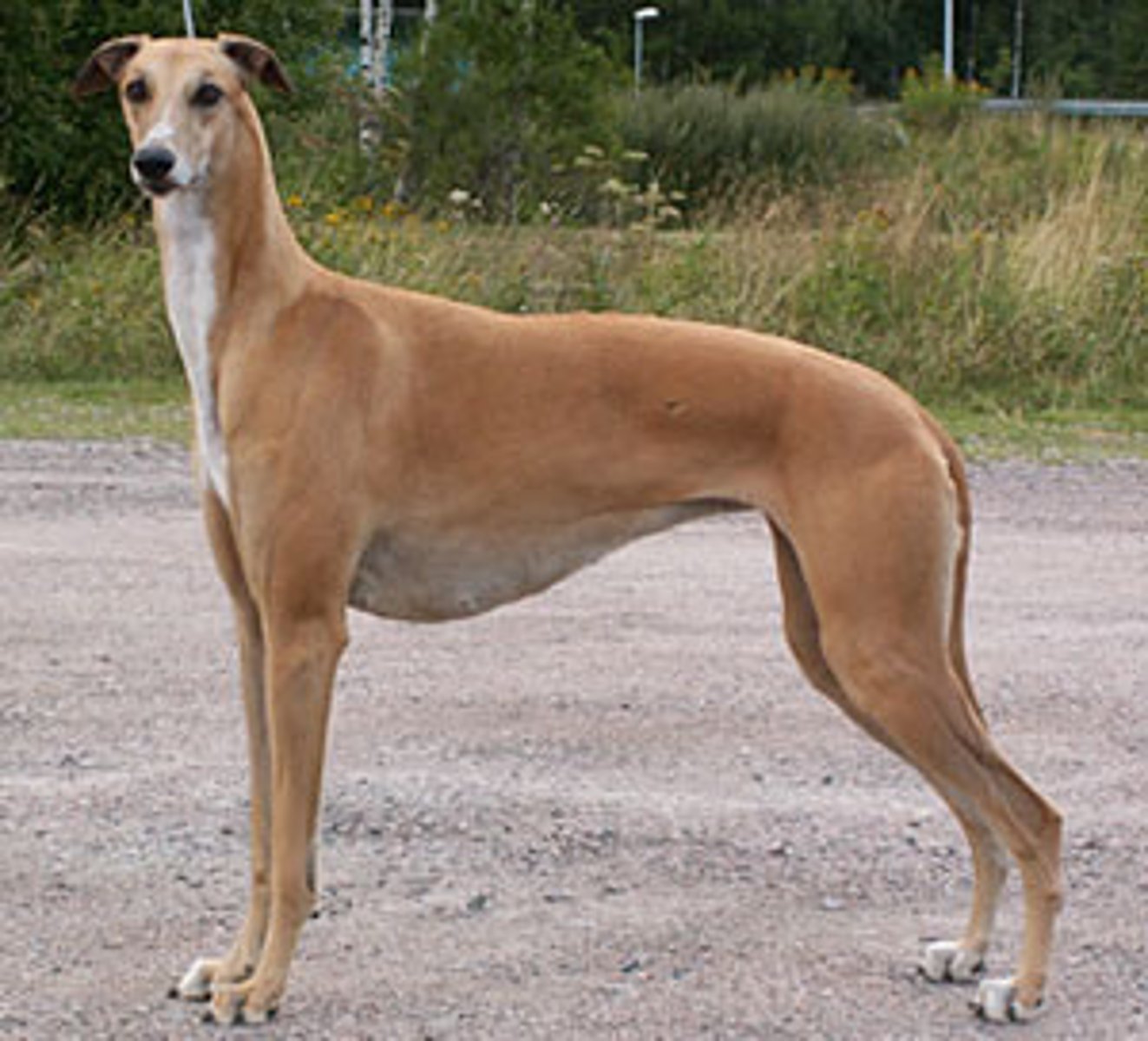 <p>Greyhounds, Irish Wolfhound</p><p>A more open shoulder because the upper arm drops sharply.</p><p>double suspension gallop</p>