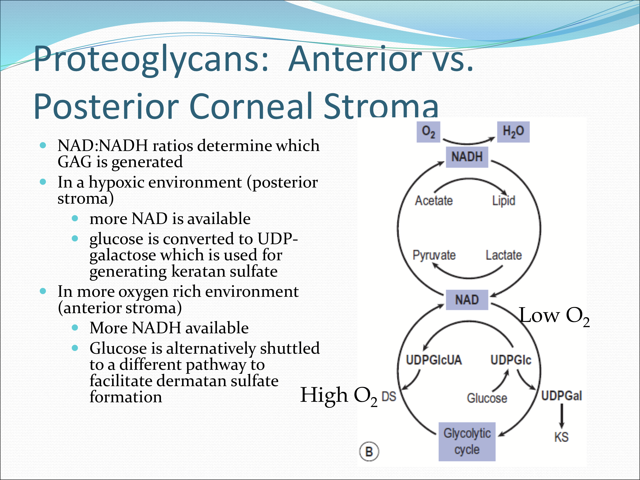 <p>NAD:NADH ratio </p><ul><li><p><strong>In a hypoxic environment</strong>, more NAD is more abundant and glucose is converted to UDP-galactose which is used for <strong>generating keratan sulfate</strong></p></li><li><p>In a more oxygen rich environment, <strong>more NADH</strong> is available, and glucose is shuttled to a different pathway to <strong>facilitate dermatan suflate formation </strong></p></li></ul><p></p>
