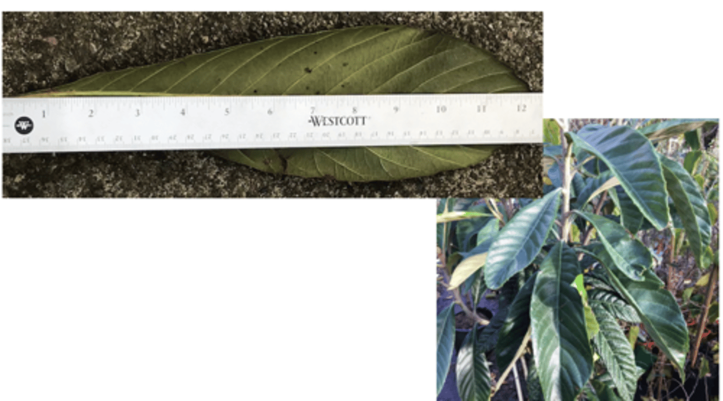 <p>1’. Angiosperms</p><p>----------------</p><p>10’. Leaves simple</p><p>----------------</p><p>23’. Leaves alternate </p><p>----------------</p><p>29’. Leaves not lobed</p><p>----------------</p><p>36’. Leaf base symmetrical</p><p>----------------</p><p>41. Leaves large, generally at least 9 inches long</p><p>----------------</p><p>42. Lower leaf surface felt-like, felt easily rubbed off</p>