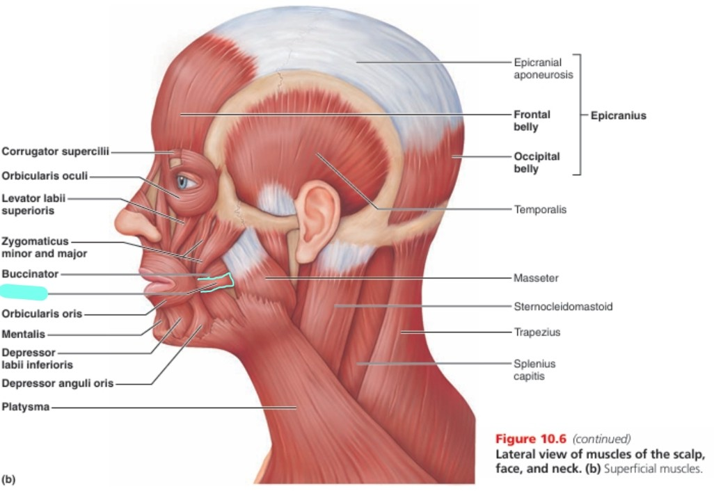 <p>risorius muscle</p>
