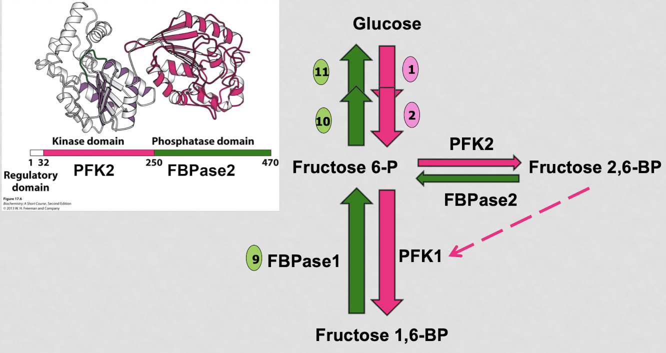 <p>citrate acts as an inhibitor of PFK1 (→ inhibits glycolysis)</p><p>citrate in the cytoplasm leads to the production of acetyl coA to build fatty acids:</p><ol><li><p>citrate transports acetyl-coA from the mitochondria to the cytoplasm where is can then be cleaved into acetyl coA and oxaloacetate</p></li><li><p>acetyl coA is used for fatty acid synthesis while oxaloacetate is recycled back into the mitochondria which supports fatty acid synthesis</p></li></ol><p></p><p>Citrate in the cytoplasm binds to PFK1 as an allosteric inhibitor. Binding of citrate to the allosteric site of PFK1 would stabilize the T state of PFK1, resulting in a decreased catalytic activity and a decreased flux through glycolysis. This makes sense because citrate is only in the cytoplasm when the energy charge is high and conditions are perfect for fatty acid synthesis, but inhibitory for glycolysis.</p><p>Citrate acts as an allosteric inhibitor of PFK1. Since citrate is an intermediate during the citric acid cycle, it can be found in the mitochrondrial matrix, however it is transported out of the cell and into the cytoplasm during fatty acid synthesis. PFK1 is an enzyme necessary in glycolysis to convert fructose-6-phosphate to fructose-1,6-bisphosphate and continue the process of breaking down glucose to produce cellular ATP. If there are high levels of citrate found in the cell, this means that the citric acid cycle and thus glycolysis are occurring at a higher rate, leading to a high energy charge in the cell, which promotes fatty acid synthesis. To regulate this process, citrate shutting down PFK1 and the following cellular processes, this helps to slow down fatty acid production in the cell and control the speed of the citric acid cycle.</p>