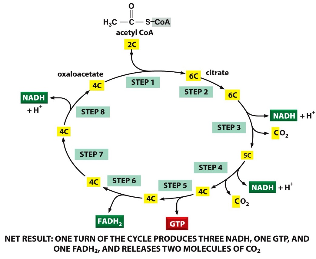 <p>Stage 2: Citric Acid Cycle (Krebs Cycle) </p>