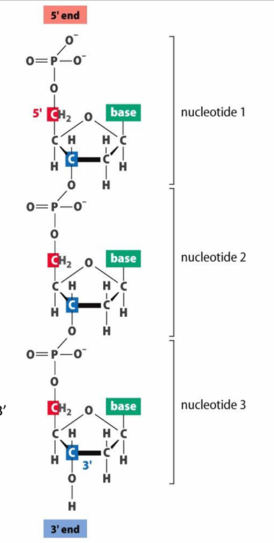 <ul><li><p>deoxyribonucleotides</p></li><li><p>Phosphodiester bonds (bw 3’ Oh and 5’ of next moleule) form the backbone of DNA</p><ul><li><p>bw the 3’OH of the existing strand and the a-phosphate group of a dNTP</p></li></ul></li><li><p>3’OH important bc <span><span>it’s like the "anchor point" for adding new building blocks,</span></span></p></li></ul><p></p>