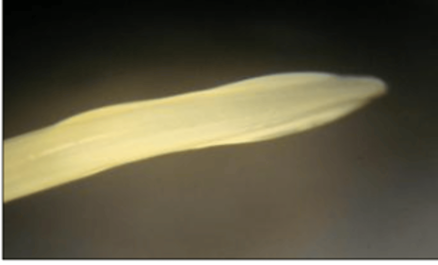 <p>Found in a puppy with pot belly. What parasite is this?</p>