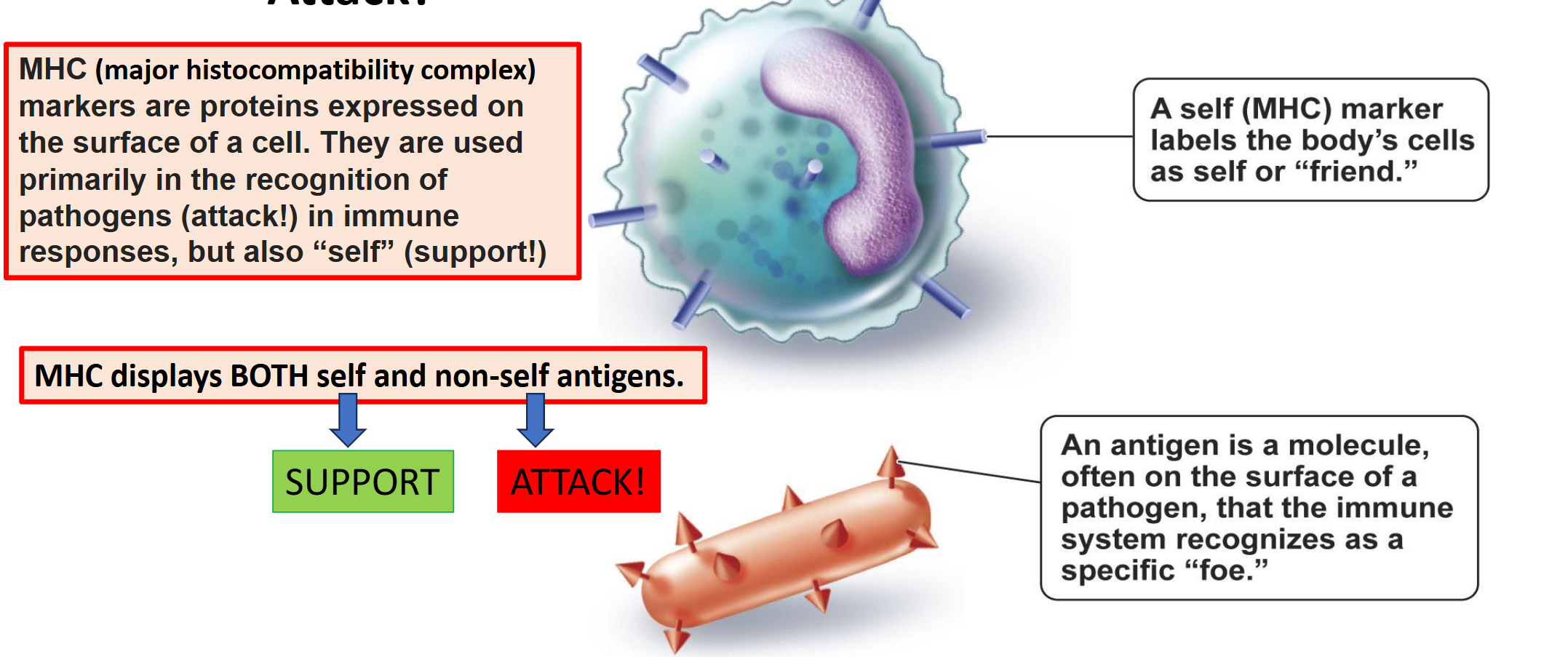 <ul><li><p><span style="background-color: transparent;"><span>Major Histocompatibility Complex; it labels cells as "self" (support) or "non-self" (attack!)&nbsp; to help immune recognition and responses</span></span></p></li><li><p><span><span>Markers are proteins expressed on the surface of a cell</span></span></p></li><li><p><span><span>“Identity Badge”</span></span></p></li><li><p><span><span>Allows the cell to label itself as a&nbsp;“friend!”, meaning the cell is healthy, not a pathogen that needs to be destroyed</span></span></p></li><li><p><span><span>If the MHC displays a non-self antigen, which would come from, if the cell were to engulf a pathogen, then that signals the immune system to respond, or to attack</span></span></p></li><li><p><span><span>“I’ve been hijacked!” Telling the immune system it needs to attack</span></span></p></li></ul><p><span><span> </span></span></p>