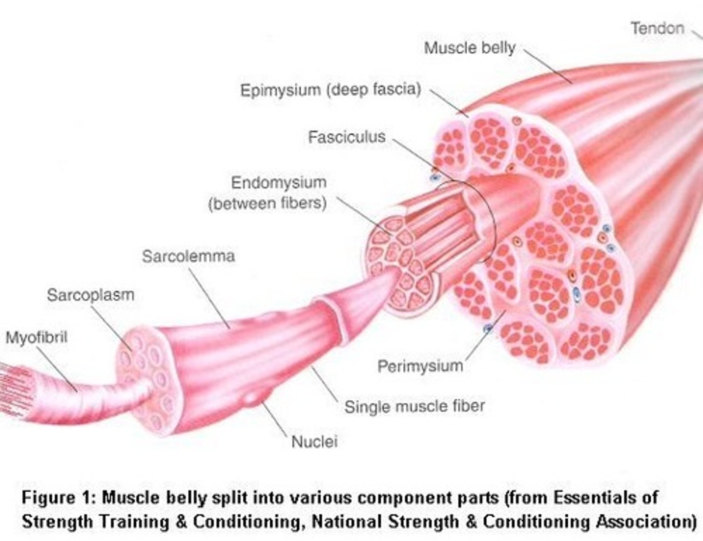 <p>A muscle organ is composed of multiple muscle fibers bundled together within connective tissue layers</p>