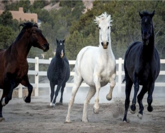 <p>What is the scientific name for horse?</p>