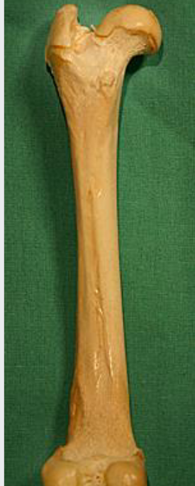 <p>van welk dier is dit de femur&nbsp;</p>