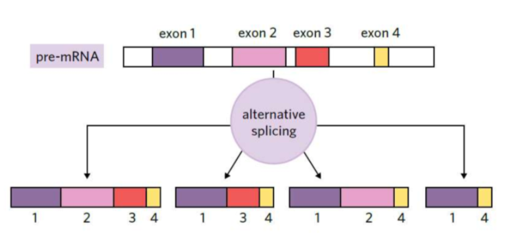 <ul><li><p>allows for a single gene to code for multiple proteins</p></li><li><p>particular exons of a gene may be included within or excluded from the final mRNA produced from that gene</p></li><li><p>this means exons are joined in different combinations leading to different (alternative) mRNA strands.</p></li><li><p>allows human genome to synthesis many more proteins that would be expected.</p></li></ul><p></p>