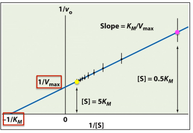 <p><u>Michaelis-Menten vs. Lineweaver-Burk Plot</u></p><p>What is this a picture of?</p>