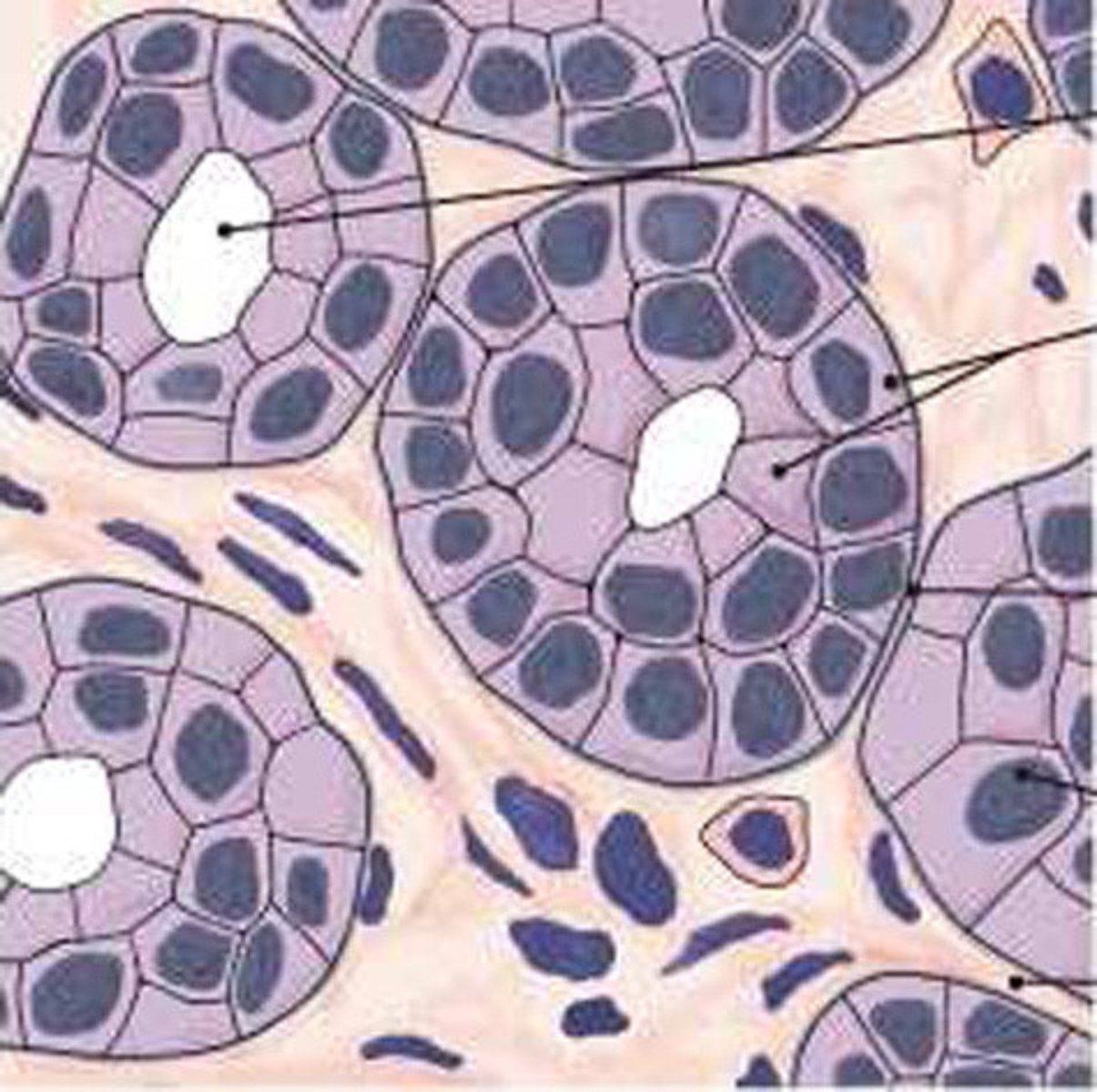 <p>multiple layers of cube shaped cells</p>