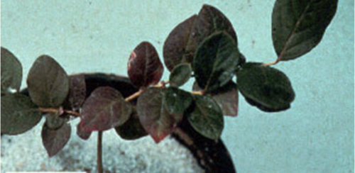 What deficiency do leaves blueberry leaves have? How did you know?