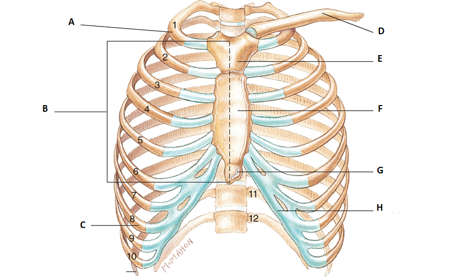 <p>This is the Pectoral Girdle. what are a, b and c pointing to?</p>