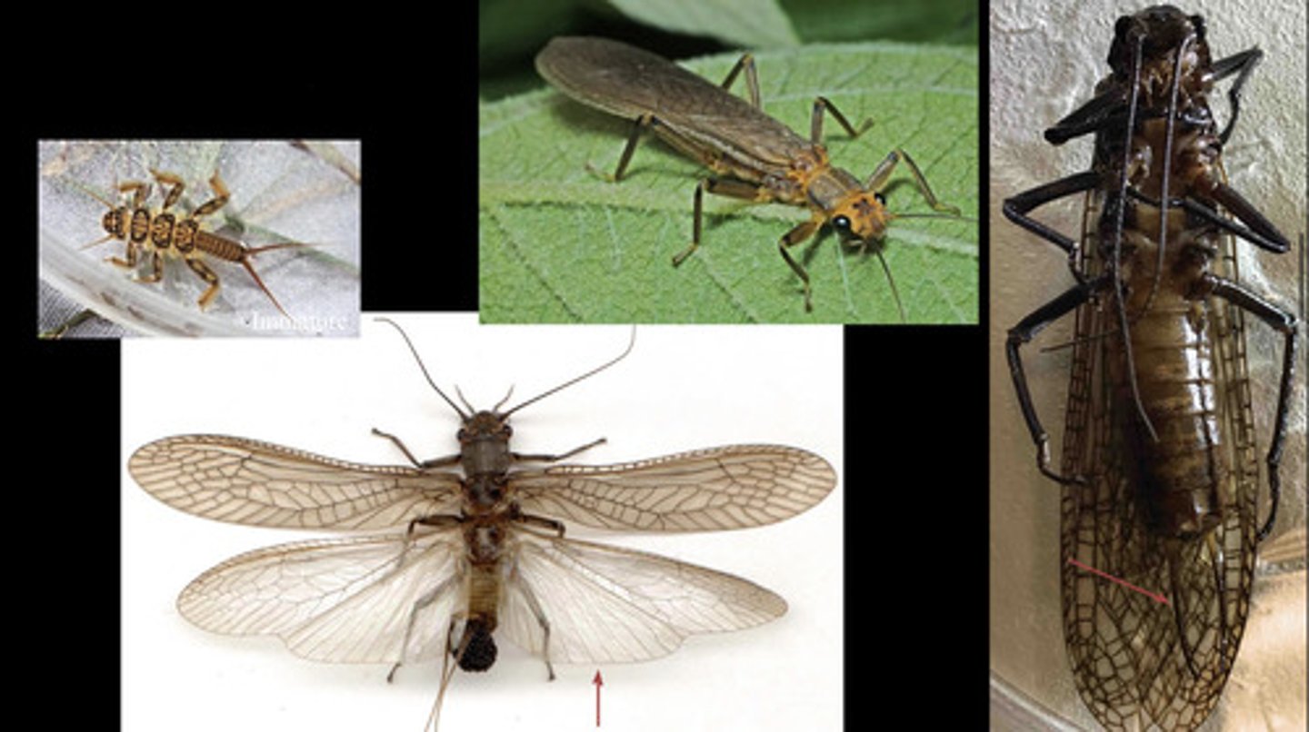 <p>- cerci present and usually rather long hind wing</p><p>- usually has large anal lobe</p><p>- soft-bodied and flattened</p><p>- wings reticulated and fold flat over abdomen</p>