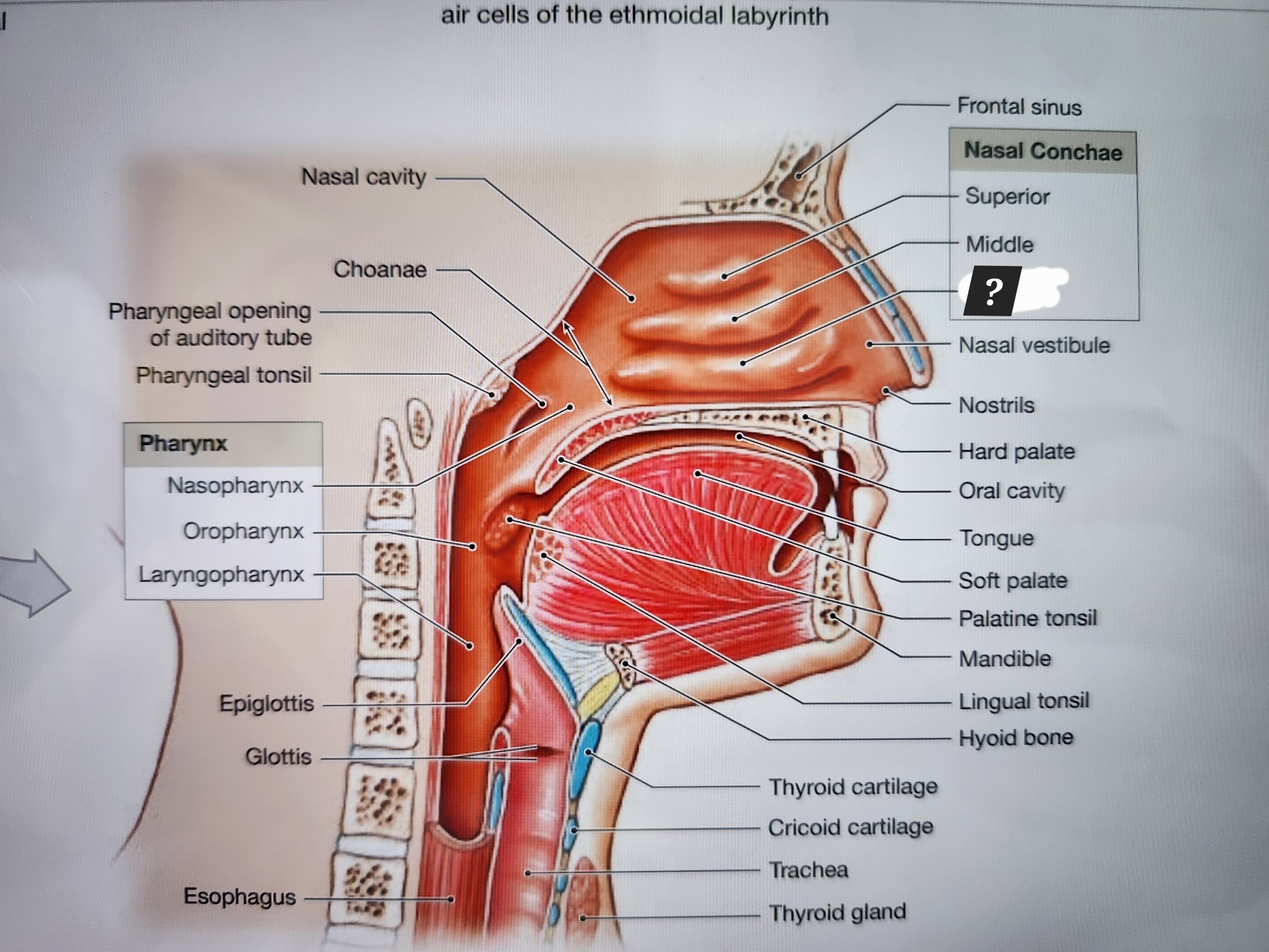 knowt flashcard image