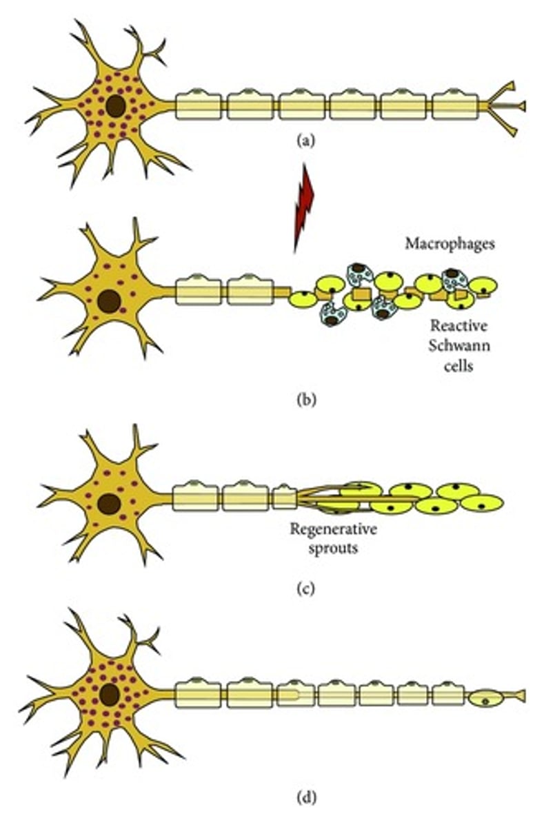 <p>in an injury to an axon, the part of the axon distal to the cell body breaks down in a process called fragmentation</p><p>portion between the cell body and injured area can stay alive and remain healthy</p><p>macrophages clean up damaged cells</p><p>Schwann cells form cord/regeneration tube to guide axon back to its target</p><p>if there is too much damage, it may not happen at all</p><p>not possible in the CNS</p>