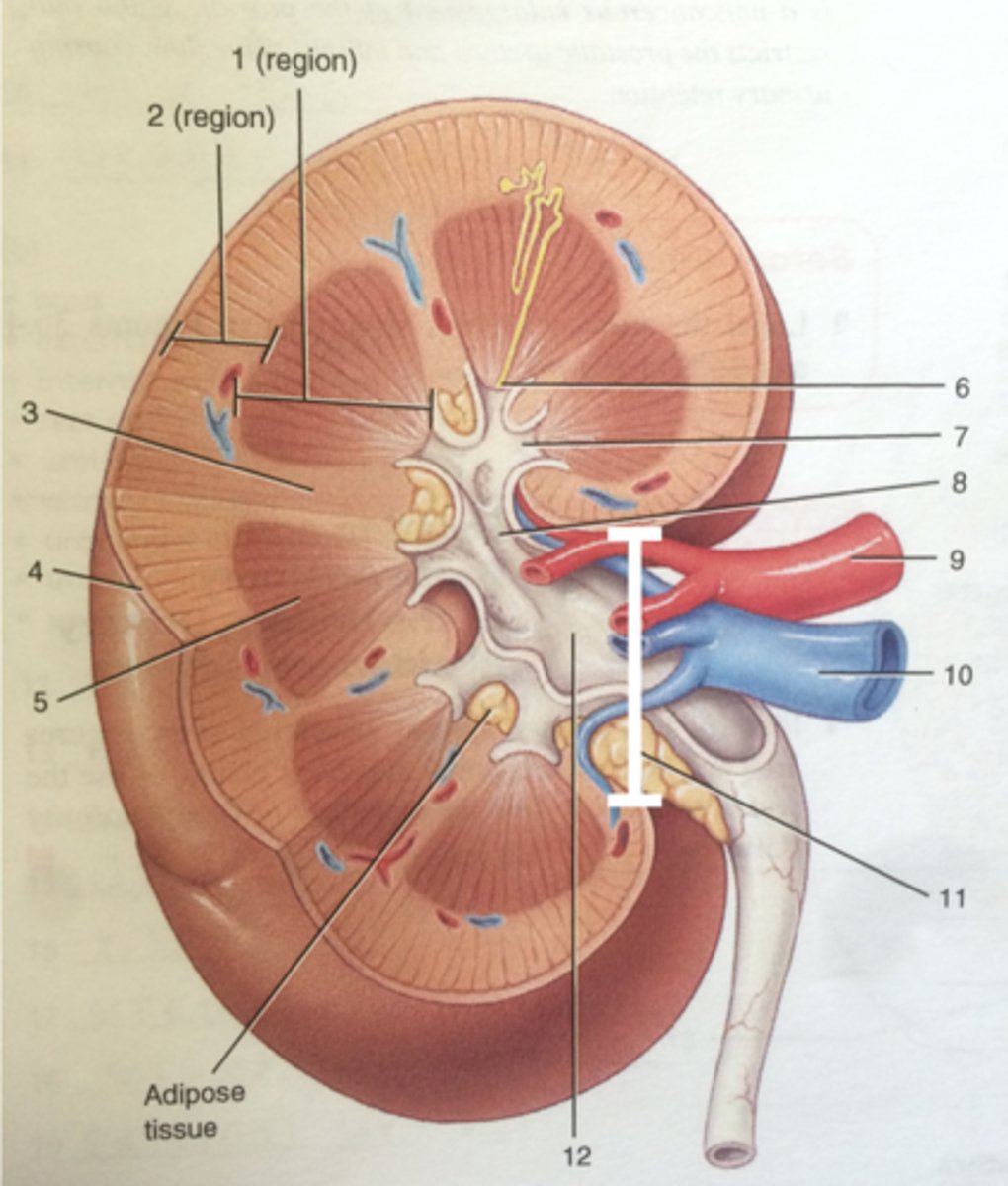 <p>Identify this urinary system structure.</p>
