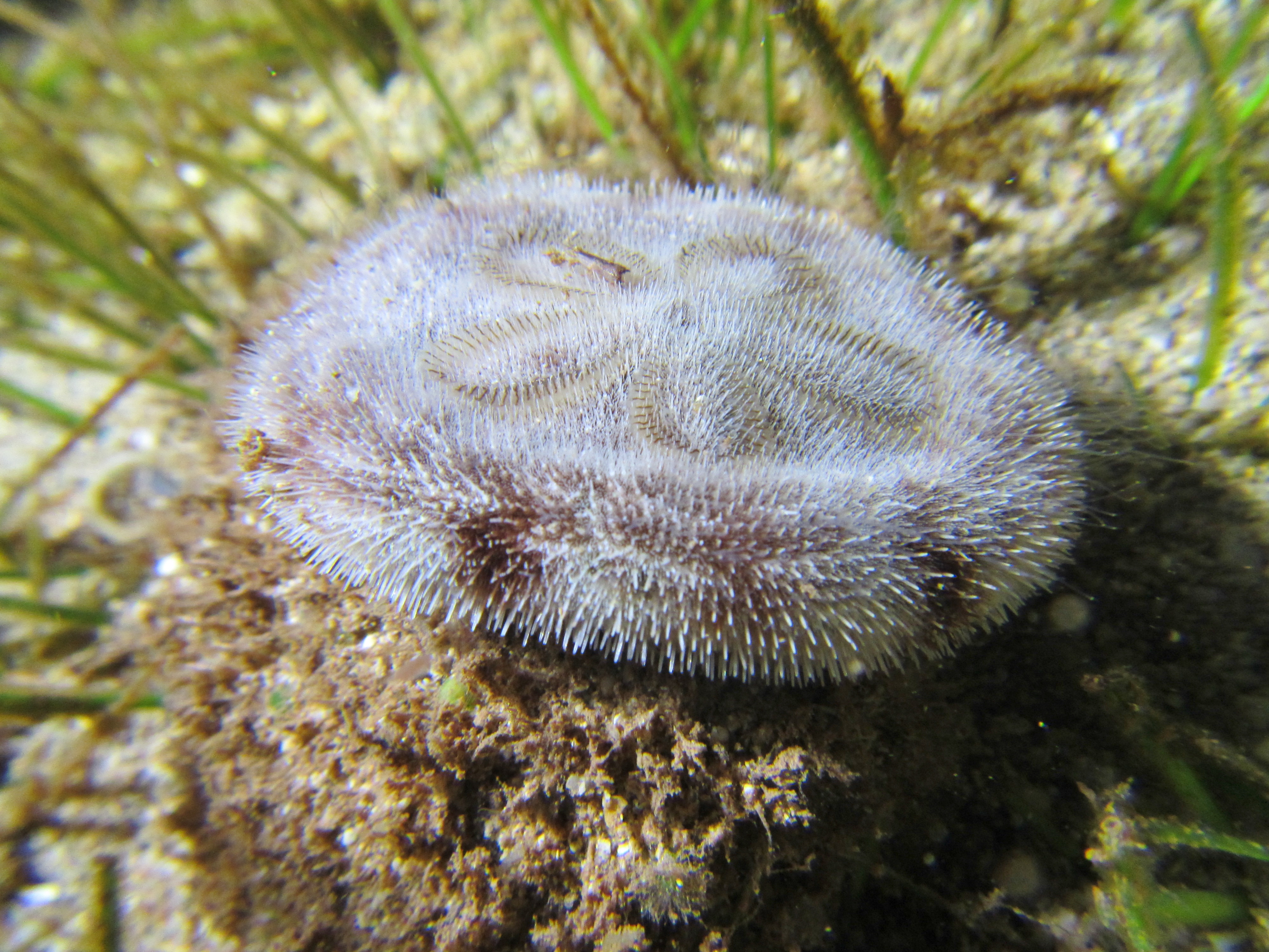<p>like a muffin top w/ shorter spines</p>