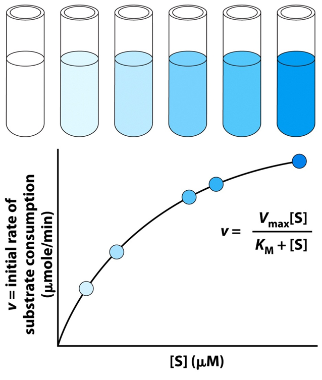 <p>The relationship between reaction rate (v) and substrate concentration [S], showing saturation at high [S].</p><p></p>