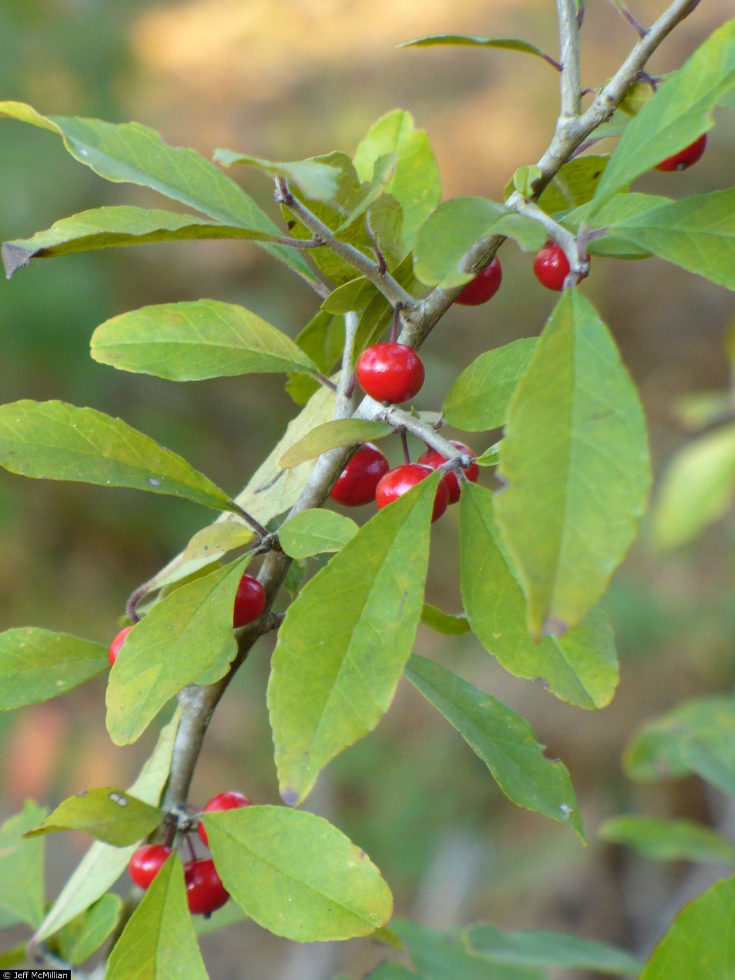 <p>Possumhaw </p>