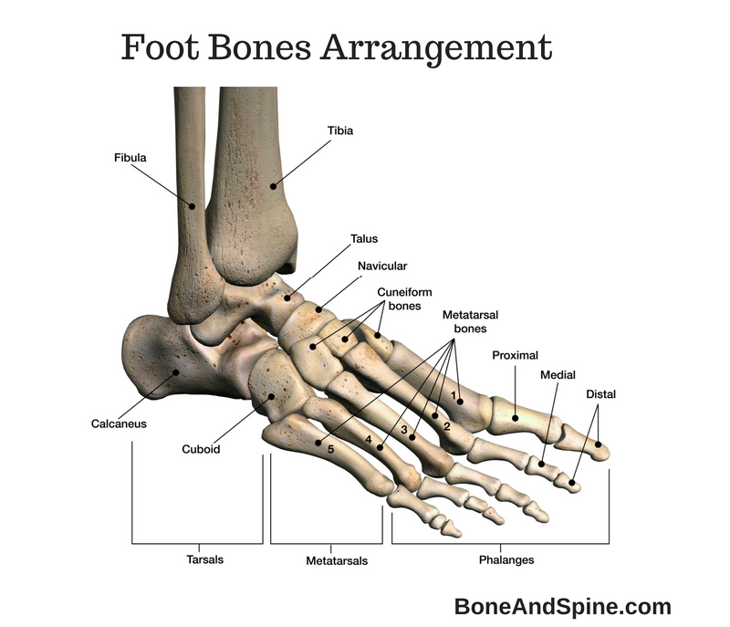<p>Fourteen toe bones (3 for each toe, 2 for the great toe)</p>
