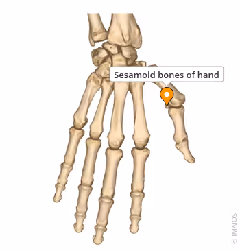 <p><span><span>Wat zijn ossa sesamoidea, waar bevinden ze zich en wat is hun functie?</span></span></p>
