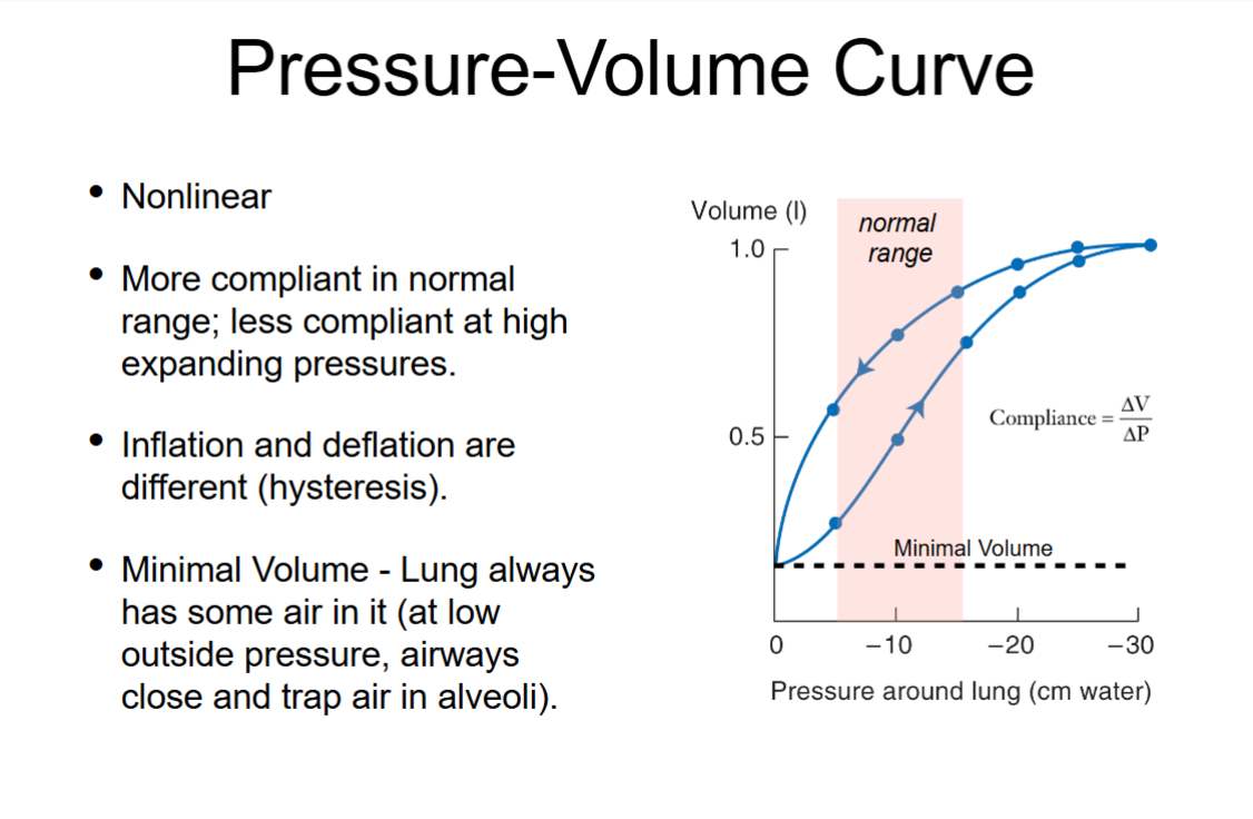 <ul><li><p>At lower and higher pressures, the lungs are less compliant (harder to inflate).</p></li><li><p>In the middle range (the "normal range"), the lungs are more compliant (easier to expand).</p></li></ul><p><span data-name="point_right" data-type="emoji">š</span> Compliance = ĪV/ĪP (change in volume per change in pressure).</p><p></p><ul><li><p>When you first try to blow up a balloon, itās kind of hard (takes more pressure).</p></li><li><p>In the middle, itās easy ā the balloon stretches nicely.</p></li><li><p>At the end, when the balloon is really full, it gets hard again.</p></li></ul><p></p>