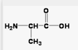 <p>each AA has a unique side chain</p><p>“R”</p><p>unique aspects of the AA are based on the side chain’s physical and chemical properties</p><p>can be grouped as non polar(hydrophobic), polar (hydrophilic), or charged/ionic (hydrophilic)</p><p>side chains interact, which determine the shape and function of the protein</p><p>to locate, look between the n terminus (amino group) and c terminus(carboxyl group) and opposite the side the H is on, below/above the C is the side chain</p>