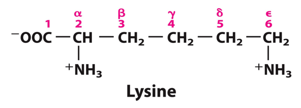 <p>Start from the alpha carbon and go down the R-group.</p>