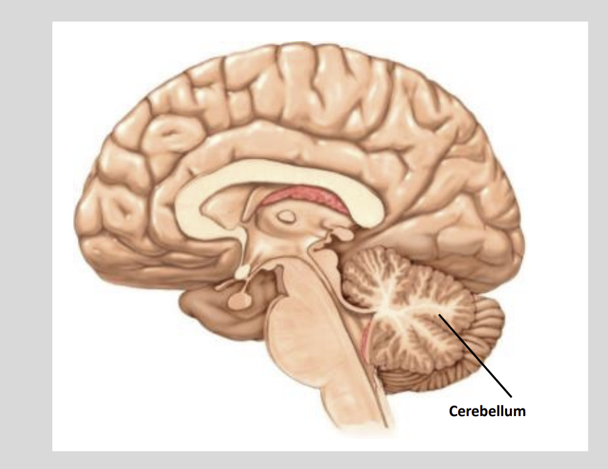 <ul><li><p>10% of Brain Mass</p></li><li><p>50% of all Neurons</p></li></ul><p></p>