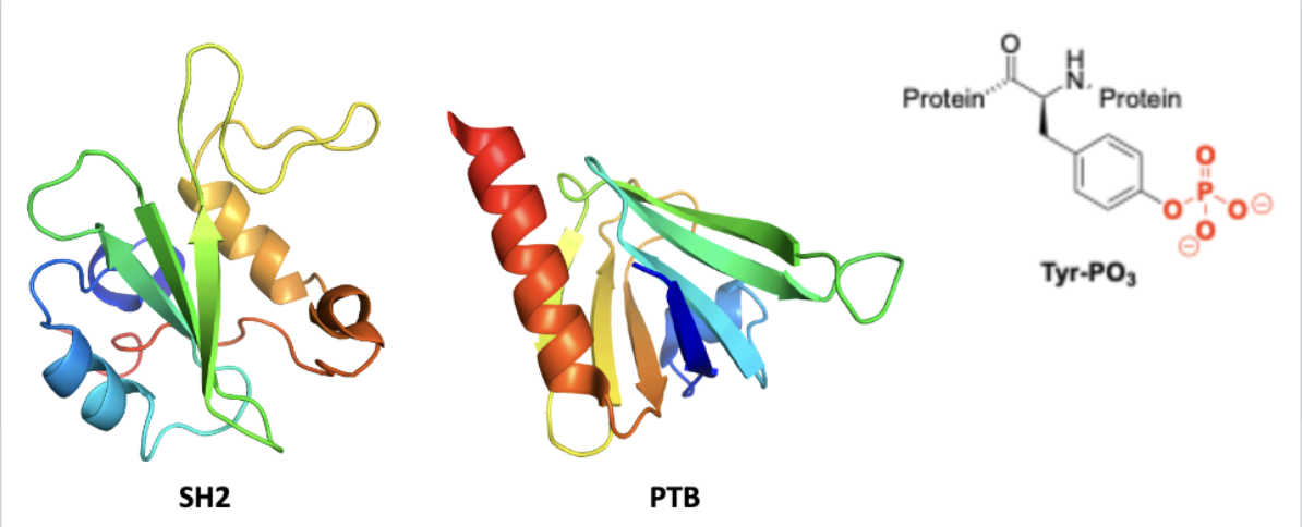 <p>bind phosphotyrosine (signal transduction ligand)</p>
