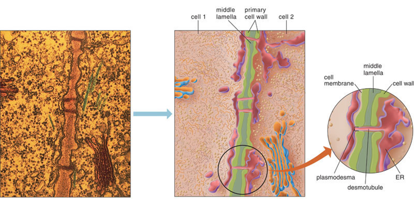 Plasmodesmata