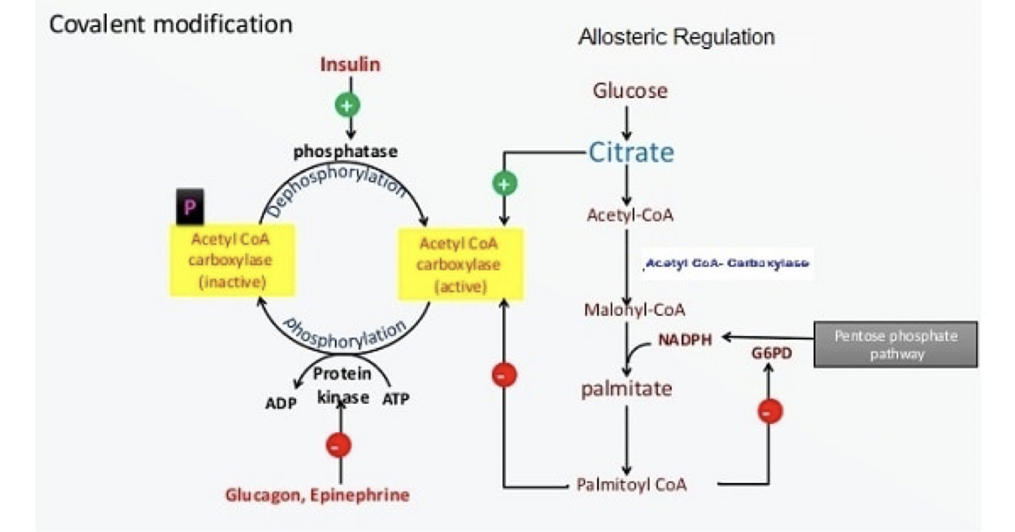 <p>Insulin stimulates phosphatase, leading to dephosphorylation and activation of Acetyl CoA carboxylase. Glucagon/Epinephrine stimulates protein kinase, leading to phosphorylation and inactivation.</p><p></p>