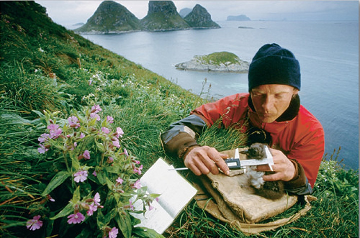<p>Studies animals and the way they interact with their environment</p>