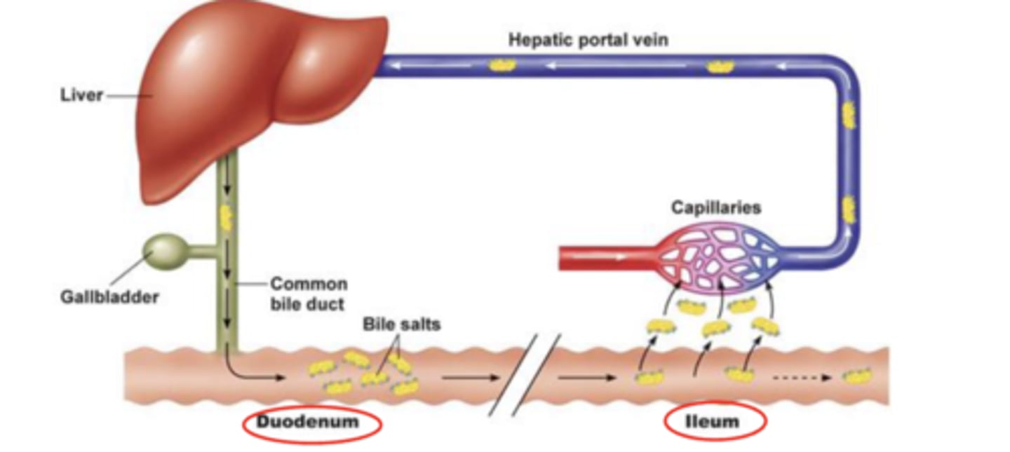 <p>recycling of bile salts after they are synthesized in the liver ==&gt; excreted in bile --&gt; exit bile ducts/common bile duct --&gt; enter duodenum --&gt; travel to distal ileum --&gt; absorbed into capillaries --&gt; travel back to liver in portal vein --&gt;&gt;&gt; liver removes bile salts from circulation &amp; secretes them back into the bile</p><p>-only 15-30% of bile salt pool are excreted every day, the rest of bile salts remains in enterohepatic circulation (70-85%)*</p><p>-circulates 6-10x per day</p><p>-bile salt pool is 2-4g</p>