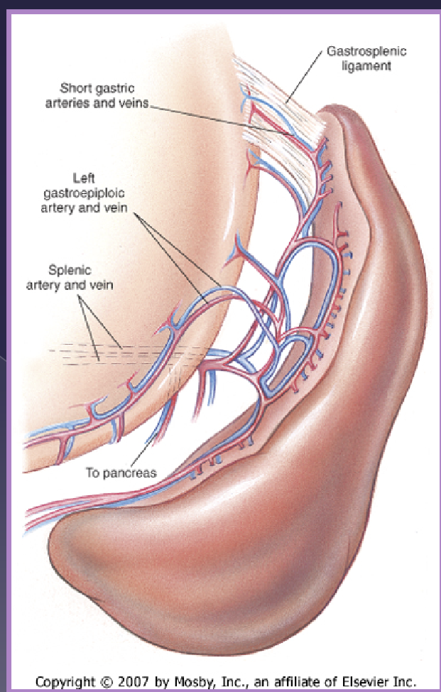 <ul><li><p>gastrosplenic ligament </p></li><li><p>vascular supply </p><ul><li><p>celiac artery → </p></li><li><p>splenic artery </p><ul><li><p>A. branch to the pancreas </p></li><li><p>left gastroepiploic a </p></li><li><p>short gastric aa </p></li></ul></li></ul></li></ul><p></p>