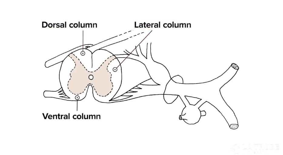 <p>White matter - fatty substances</p><ul><li><p>Hence contain myelinated axons of motor &amp; sensory neurons</p></li><li><p>Motor pathways - descending (efferent)</p></li><li><p>Sensory pathways - ascending (afferent)</p></li></ul><p></p>
