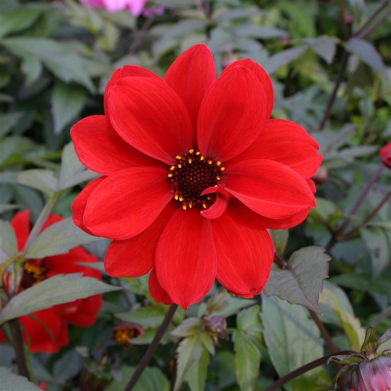 <p>Dahlia - <em>Dahlia ‘Bishop of Llandaff’</em></p>