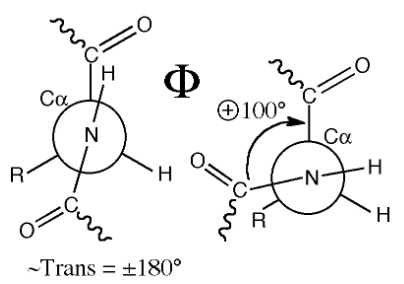 <p>n to alpha carbon; four atoms to track</p>