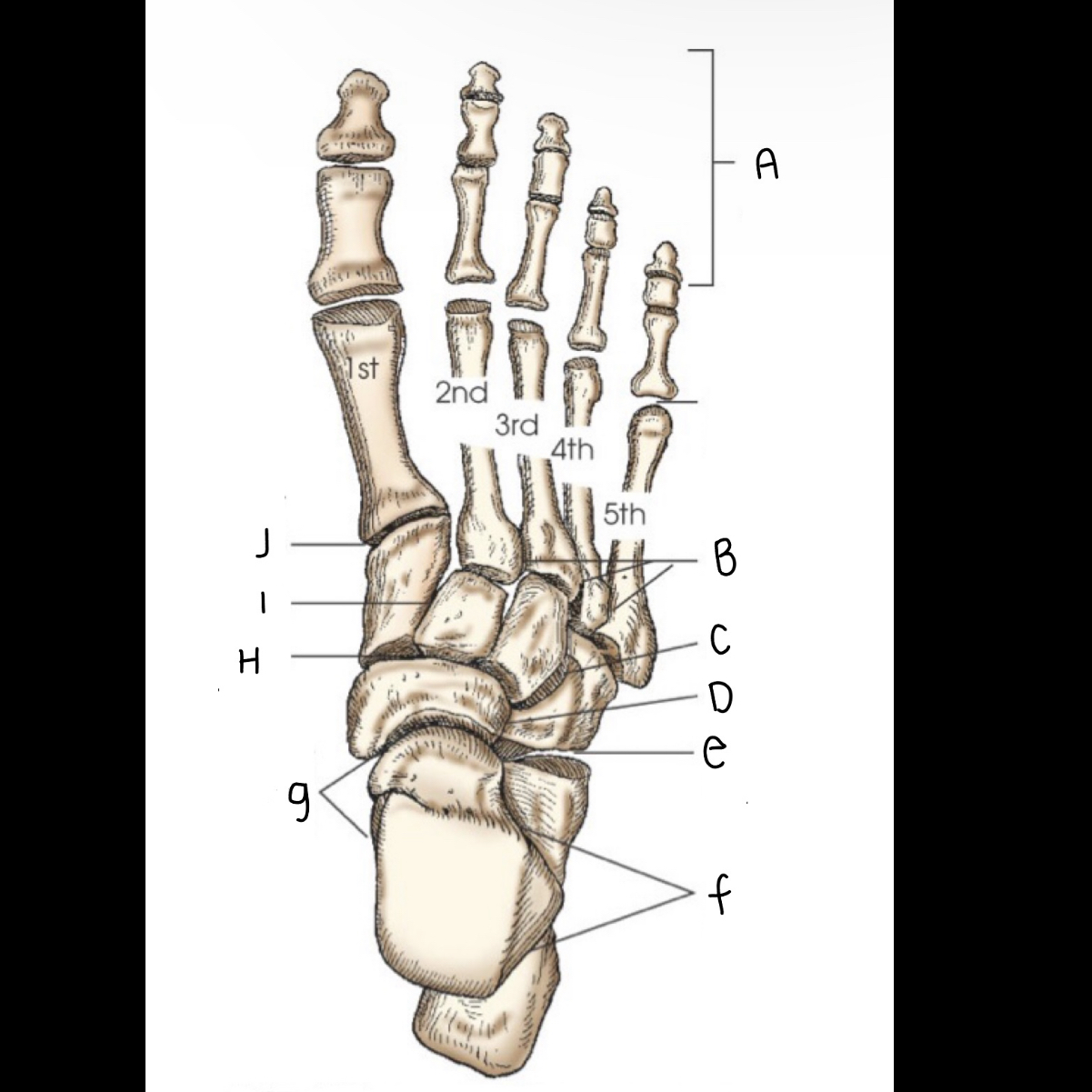 <p>What is letter D pointing to?</p>