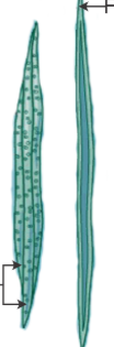 <p>Xylem:</p><p>Tracheids</p>