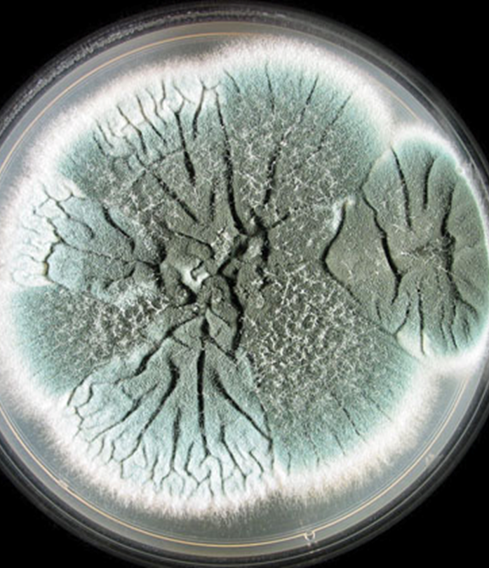 <p><em>Aspergillus fumigatus</em></p>