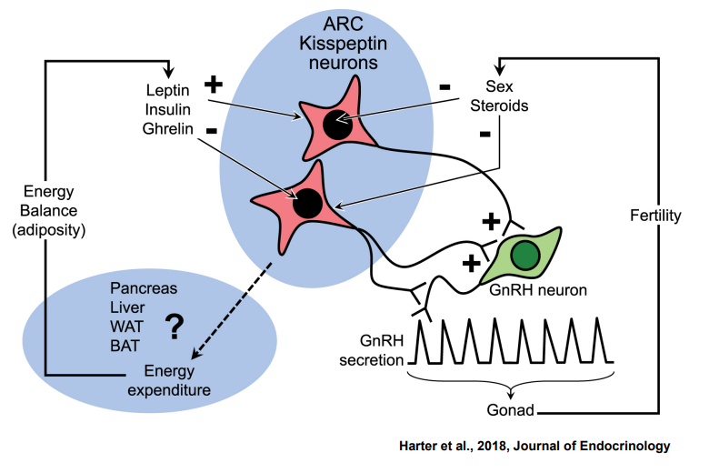 <p><strong>KIsspeptin Neurons</strong> ______ <strong>GnRH Secretion </strong></p>