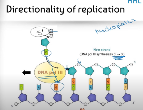 <p><span>It refers to the fact that DNA Polymerase III can only bind nucleotides together in a 5' to 3' direction (combined with the antiparallel structure of DNA strands)</span></p>