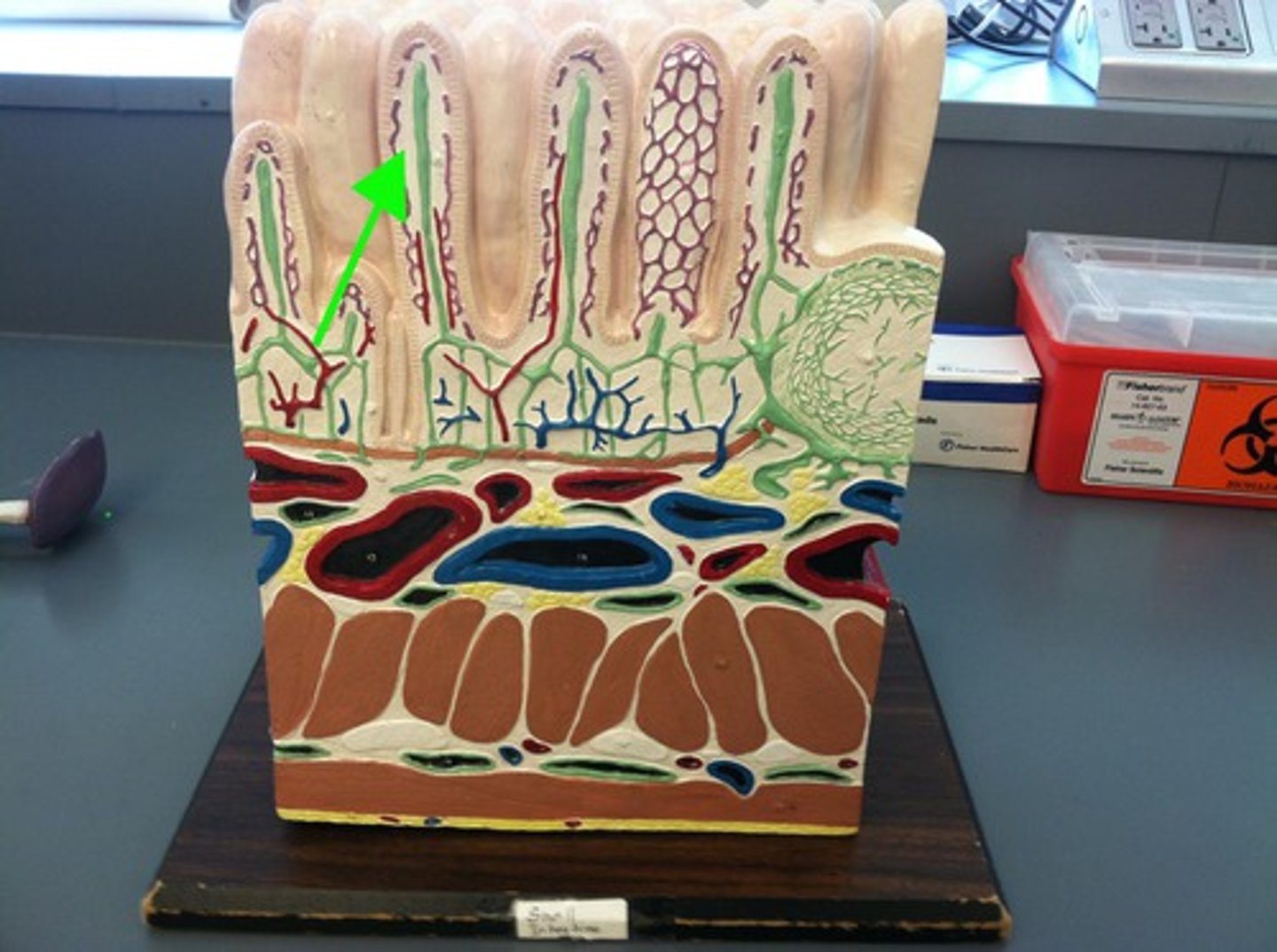 <p>- mucosa lines the conducting portion of the respiratory system</p><p>- cilia resembles a shag carpet "sweeping" mucus across the epithelial surface</p><p>- debris or pathogens are trapped by the mucus and swept towards the pharynx</p><p>- swallowed and exposed to acids and enzymes of the stomach</p><p>PSCC</p>