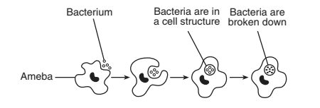 <p>Using your knowledge of biology and the diagram below- which represents an amoeba engulfing bacteria</p><p></p><p>The activity taking place is:</p>