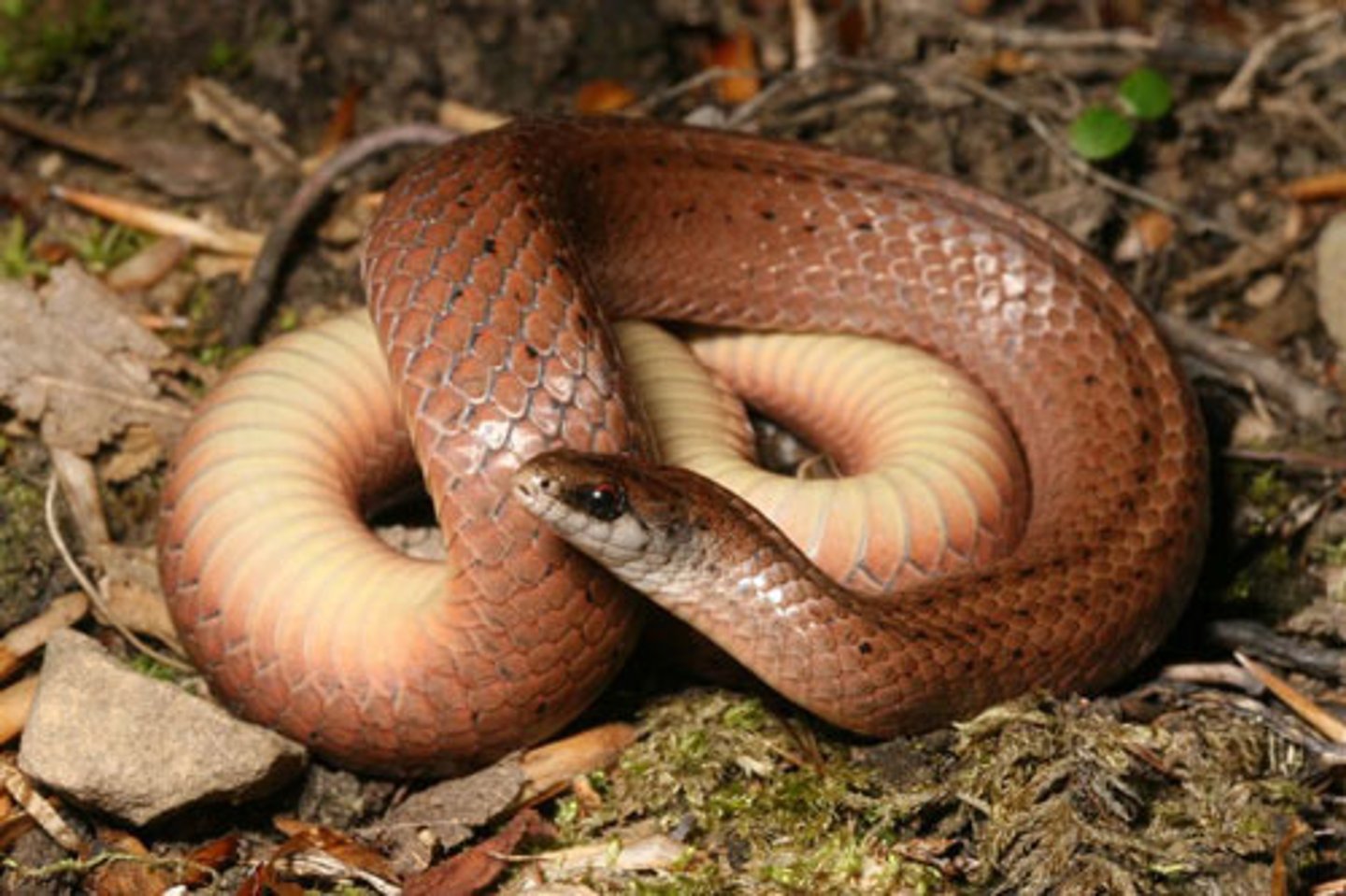 <p>(Haldea valeria pulchra)</p>