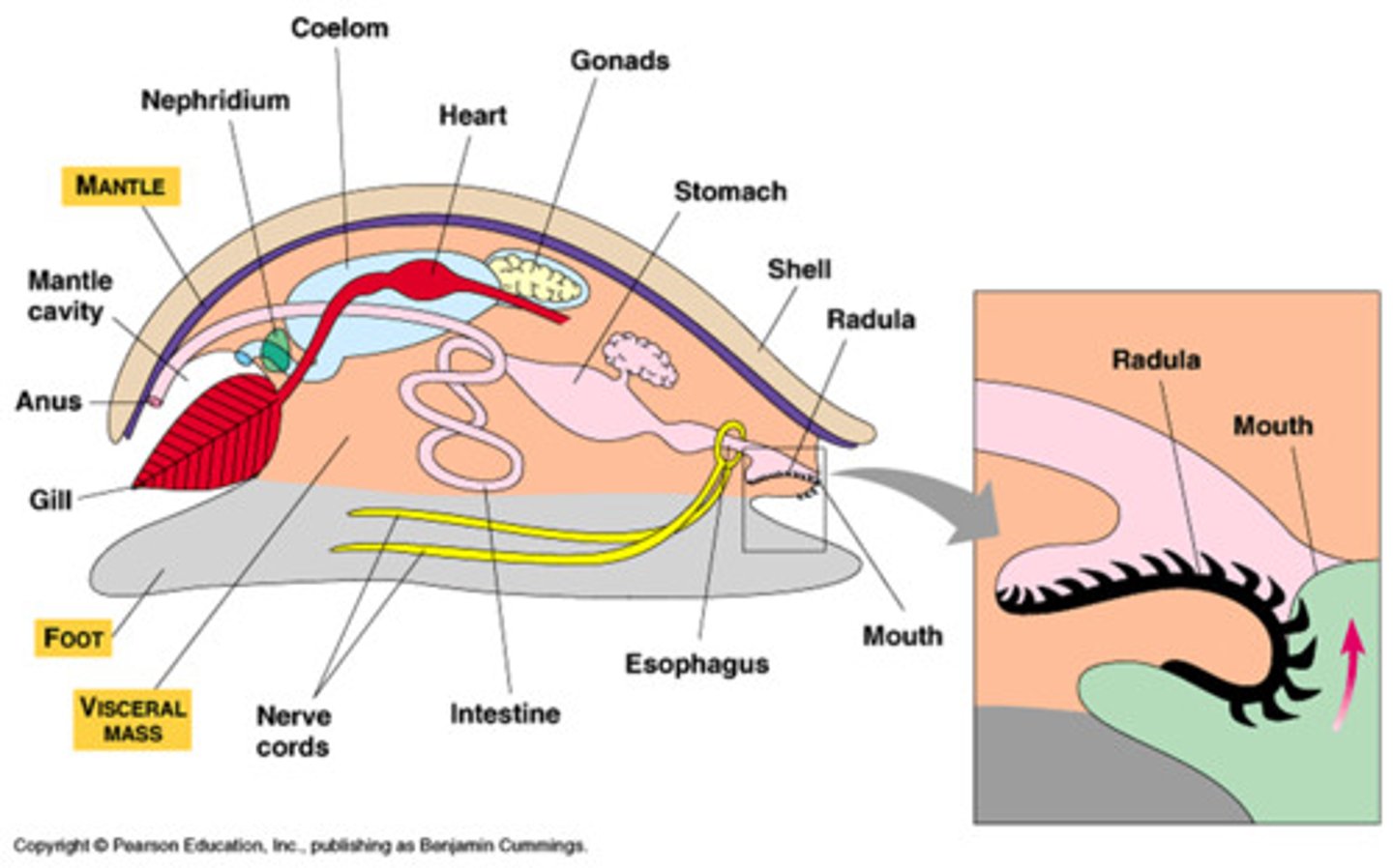 <p>Pallium: secretes a calcium-carbonate-hardened shell (most)</p><p>Foot: muscular, locomotion and anchorage (arms and tentacles in cephalopods)</p><p>Crop: storage pouch</p><p>Radula: abrasive tongue-like structure (except bivalves)</p><p>Gonad: reproductive system</p><p>Gill: respiratory structures</p>