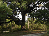 <p>Quercus virginiana </p><p>(Beech) </p>